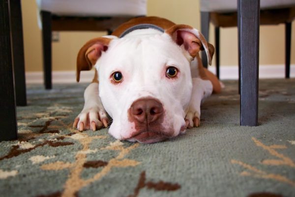 Photo dog, gatorade